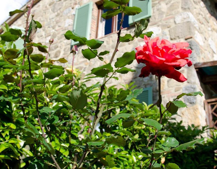 Tenuta Colombaio Bed and Breakfast Casole dʼElsa Εξωτερικό φωτογραφία